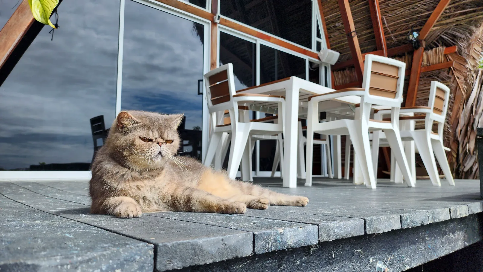 Gato descansando en la terraza exterior de la cabaña VIP.