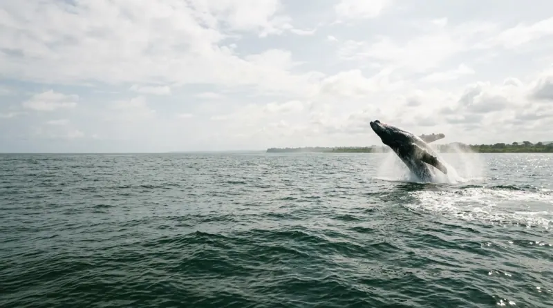Ballena jorobada saltando fuera del agua frente a la costa del Pacífico colombiano