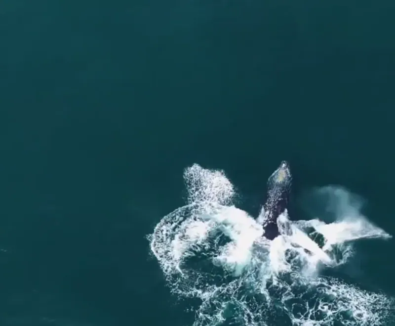 Vista aérea de una ballena jorobada rompiendo la superficie del mar y levantando espuma