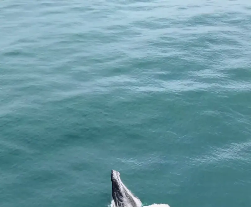 Ballena jorobada asomando la cabeza en el mar verde del Pacífico, vista desde el aire