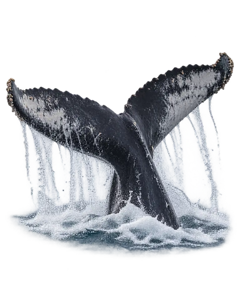 Cola de una ballena jorobada saliendo del agua antes de sumergirse