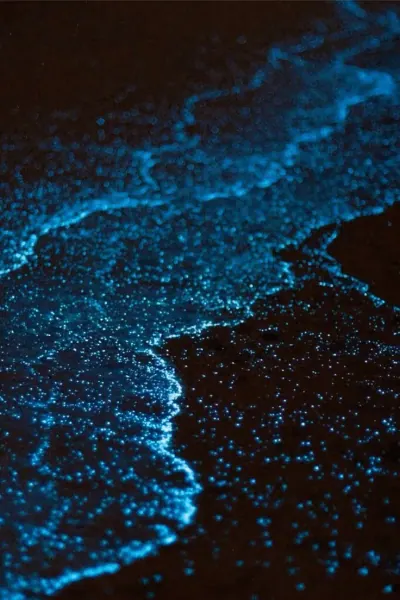 Plancton bioluminiscente de noche en los manglares
