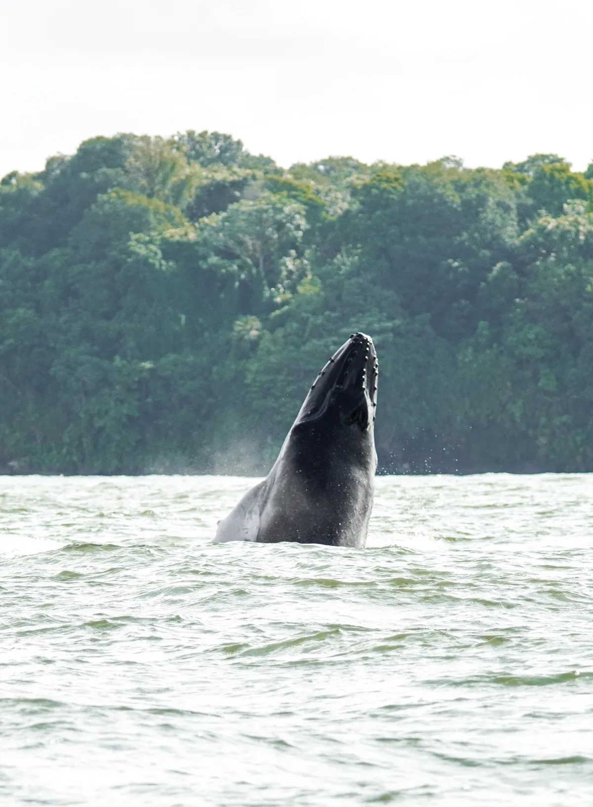 Avistamiento de Ballenas