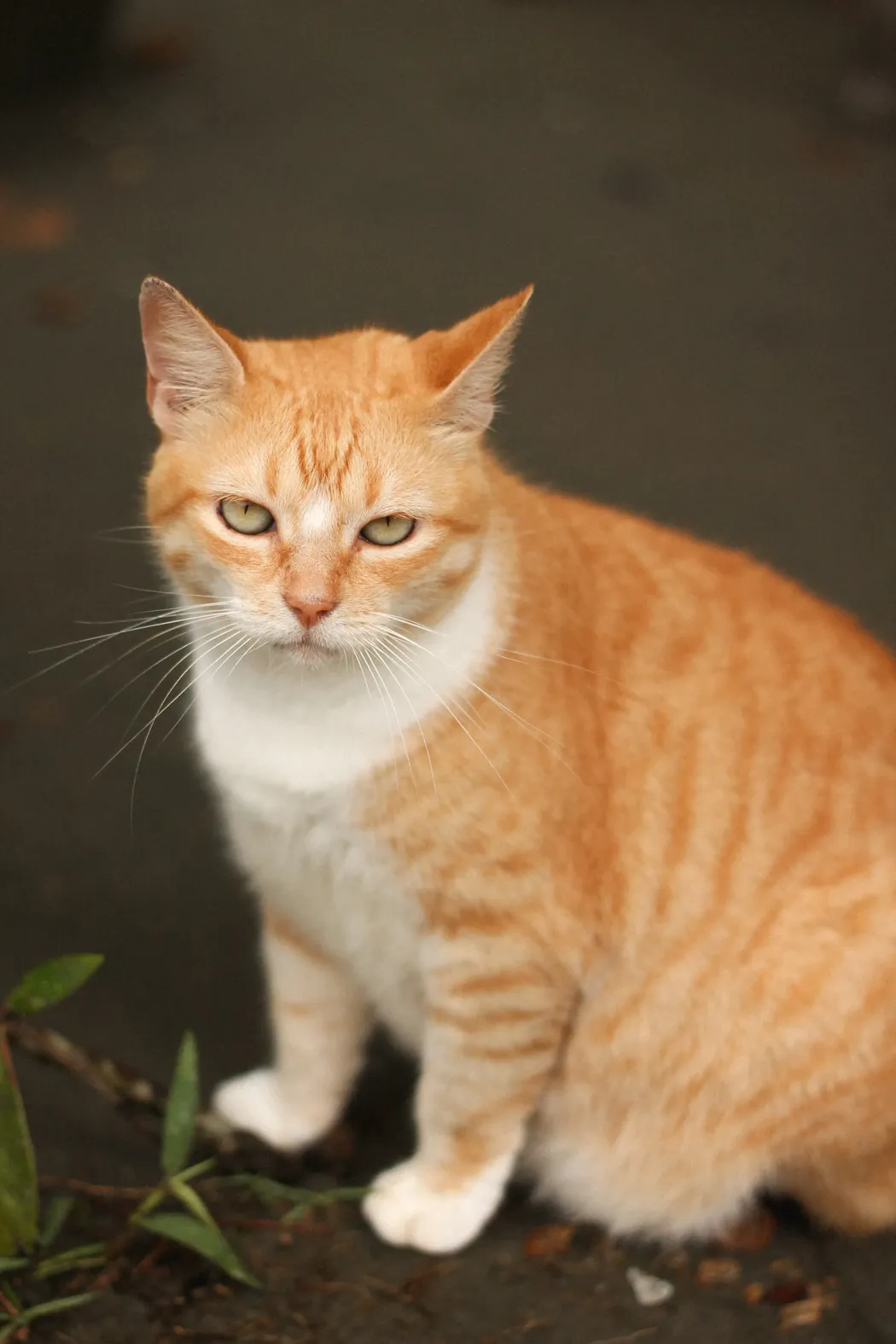 gato blanco naranja colombia res