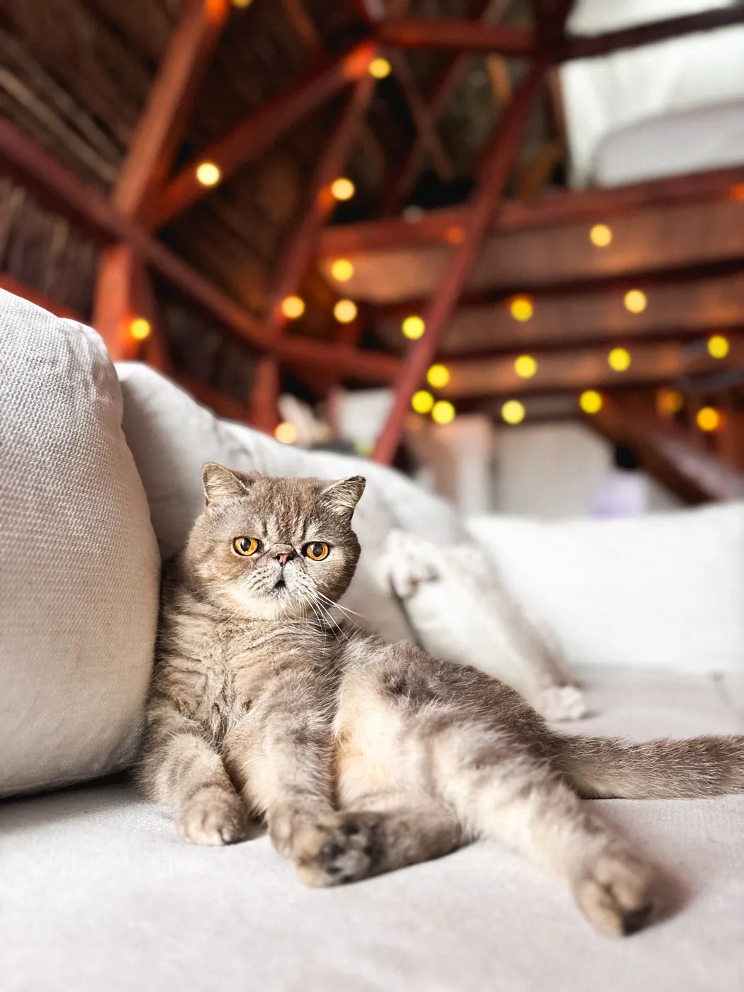 gato relax en bungalow melo hostel res