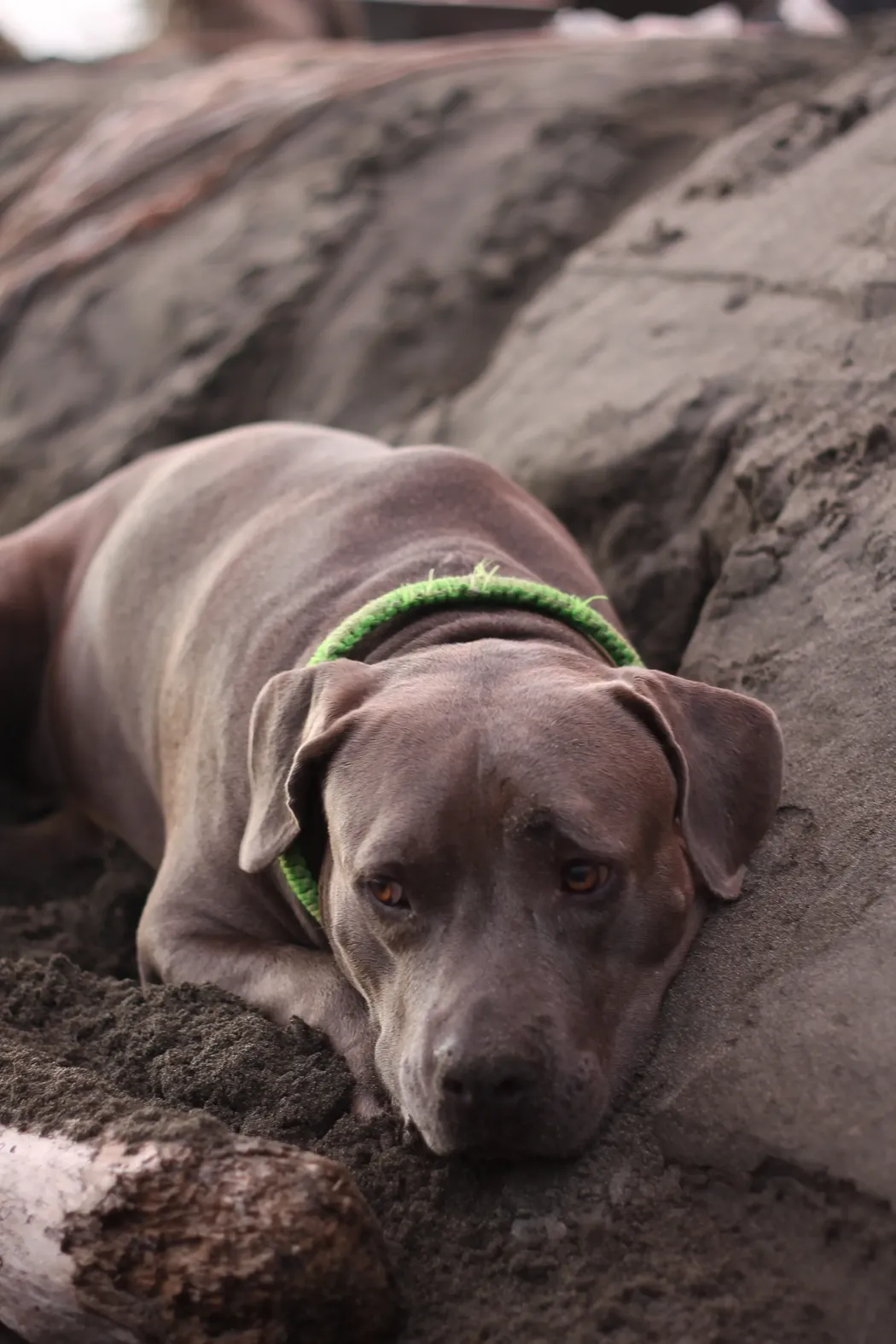 perro duerme en la playa colombia res