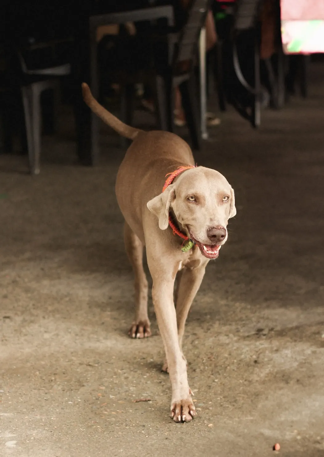 perro marron en hostel colombia res