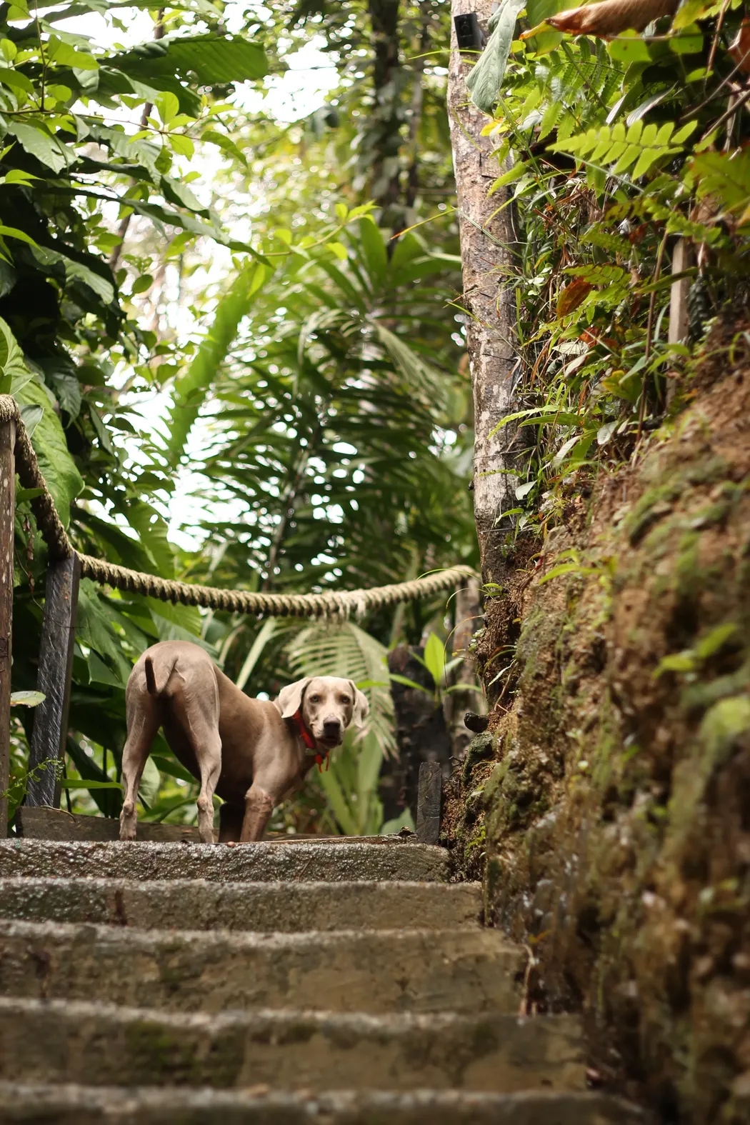 perro marron entre arboles en hostel colombia res