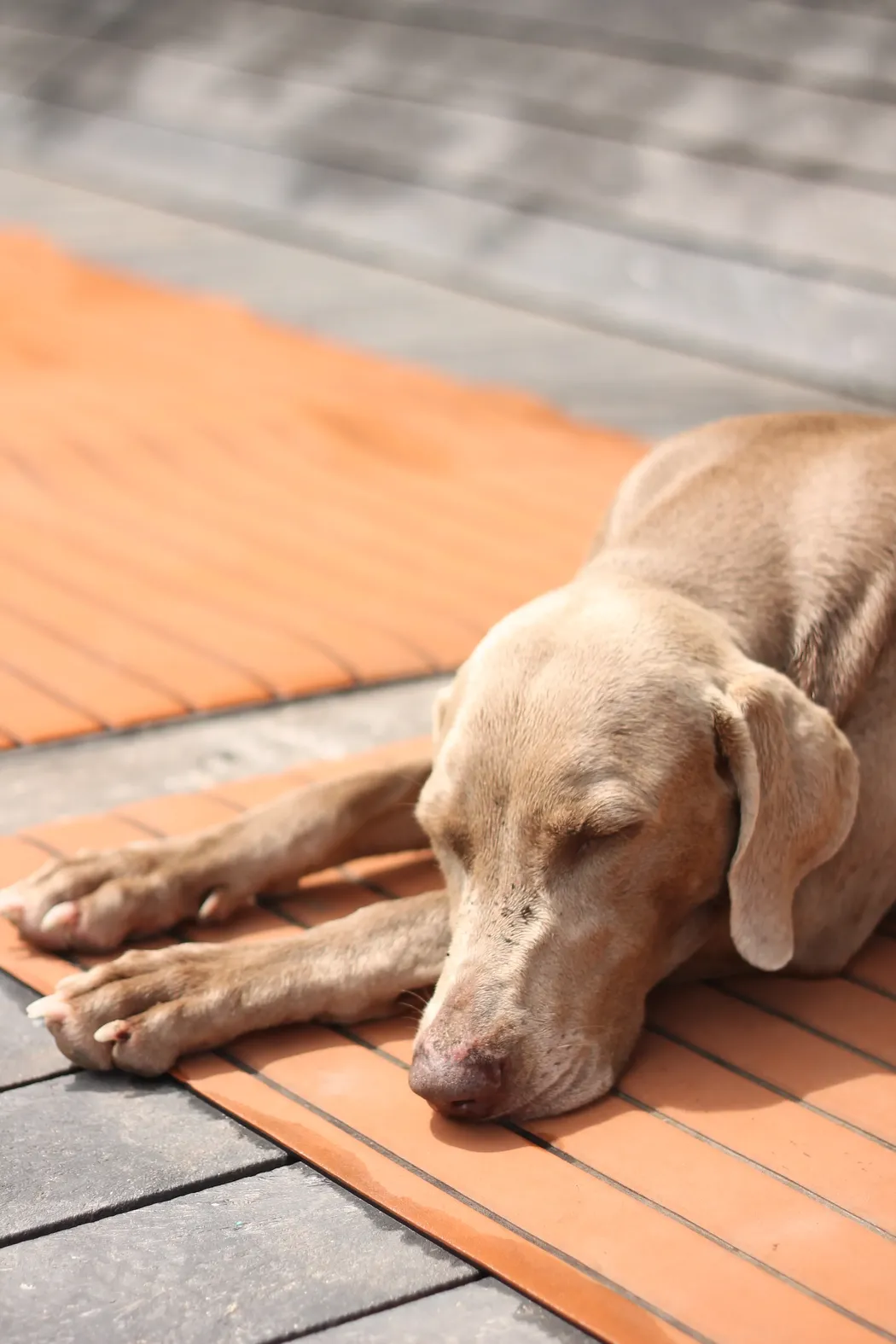 perro que duerme en el suelo en melo hostel res